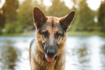 German Shepherd enjoying a peaceful moment by a lake, tongue out.