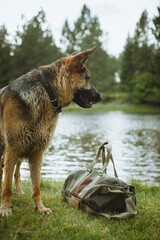 German Shepherd stands beside a duffel bag near a calm lake.