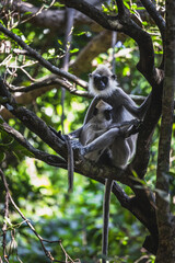 Sri Lankan gray langur mother and son