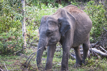Fototapeta premium asian elephant eating in the forest