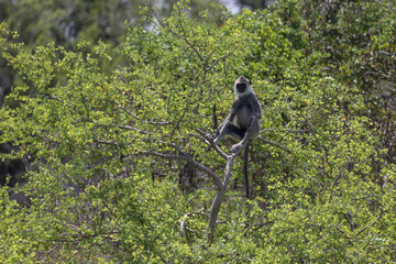 Langur in the top of the tree
