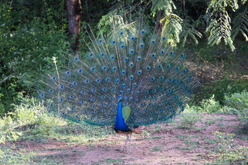 Obraz premium Peacock showing her open feathers