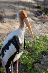 Painted Stork waiting for the sun