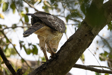 White-Bellied Sea Eagle waiting at forest
