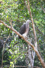 White-bellied Sea Eagle waiting in the forest
