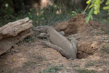 asian water monitor over the hole