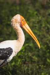 Portrait of Sri Lanka Grey Hornbill