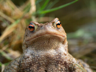 Erdkröte (Buso bufo