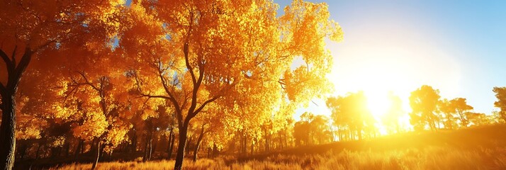 Autumn Forest Sunlight Landscape
