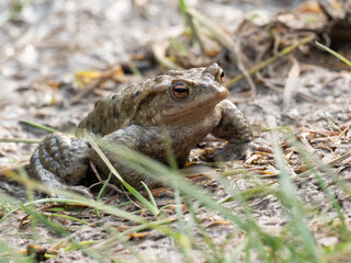 Erdkröte (Buso bufo