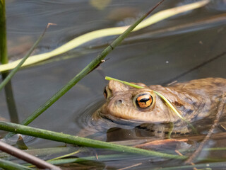 Erdkröte (Buso bufo