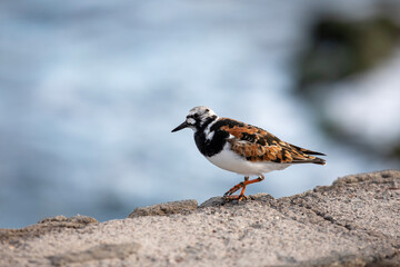 A turnstone (Arenaria interpres) standing on a rock looking for food.