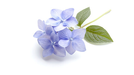 Fototapeta premium A single flower with a green leaf is the main focus of the image