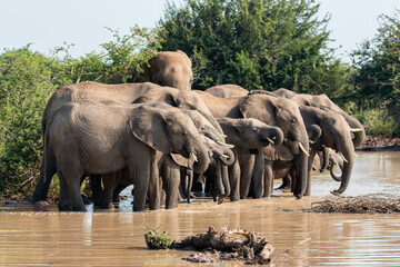 Fototapeta premium scenic african elephant herd drinking at south africa in madikwe game reserve