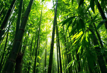 Fototapeta premium bamboo forest at sunset