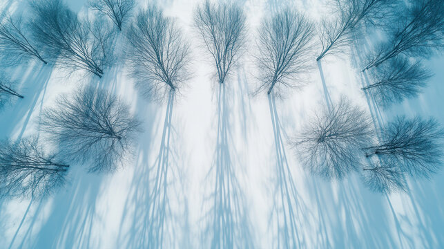 Diagonal alignment of winter trees with no leaves, casting strong, blue-toned shadows over pure white snow