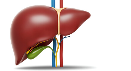 Human Liver and Gallbladder Anatomy Illustration for Medical and Educational Use