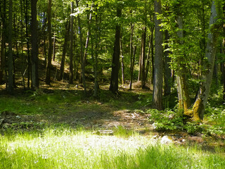 Beautiful forest in Kashubia. Poland.
