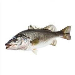 Obraz premium fish on white background