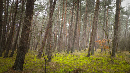 Pine forest, northern Poland.