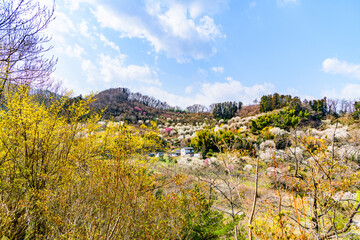 早春の福島 花見山公園
