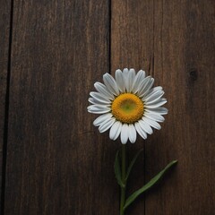 Obraz premium A minimalistic image of a single white daisy on a wooden surface.