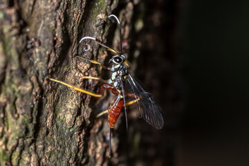 A female parasitic ichneumonid wasp lays its eggs by pushing her sting into a caterpillar that is hidden in a dry stem of a plant in Brazil