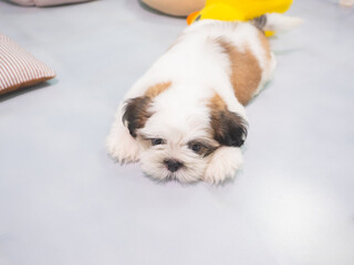 A small Shih Tzu puppy with soft, fluffy fur sleeping on floor with colorful toy in living room.