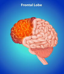 Frontal Lobe Medical Blue Illustration Human Brain anatomy