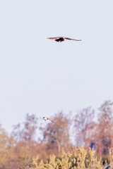 Western marsh harrier hover in the sky