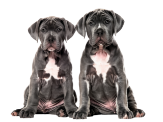 two cute cane corso puppies sitting isolated on white background