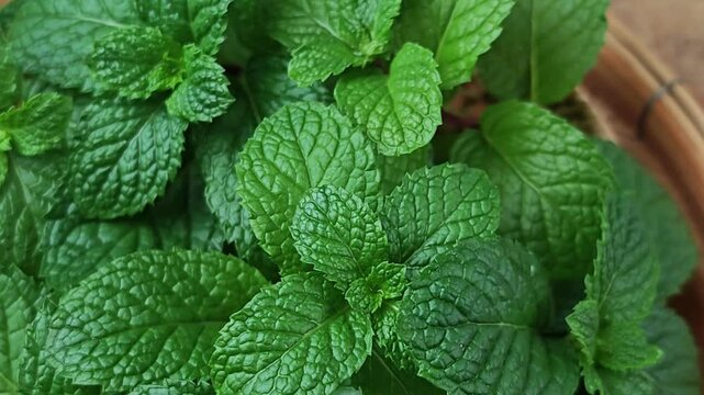 Fresh mint on wooden table.