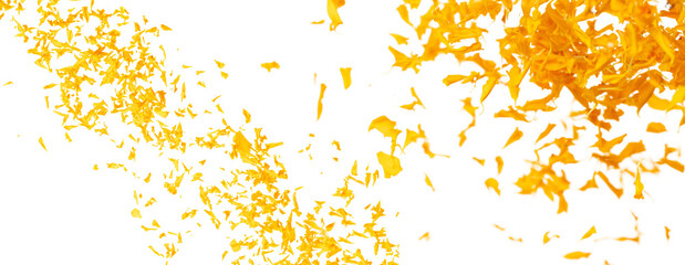 Yellow Marigold petals falling romantic white background isolated with yellow marigold flower...