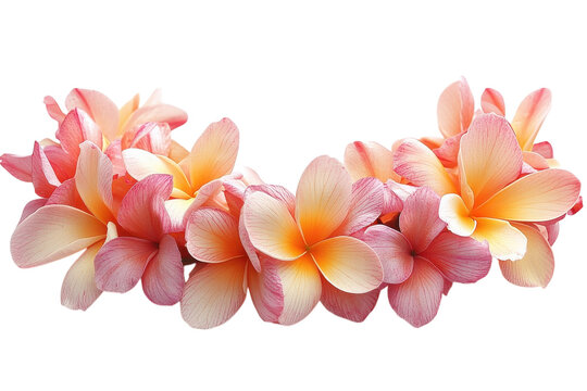 A Delicate Crescent Of Blush And Peach Plumeria Blossoms, A Fragrant Garland Whispering Of Tropical Breezes And Tranquil Paradise Against A Pristine Isolated on Transparent Background