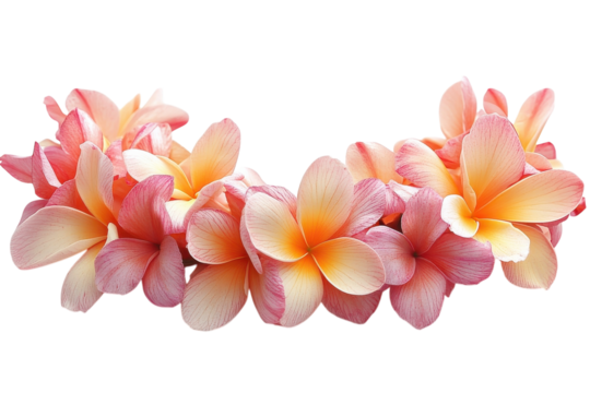 A Delicate Crescent Of Blush And Peach Plumeria Blossoms, A Fragrant Garland Whispering Of Tropical Breezes And Tranquil Paradise Against A Pristine Isolated on Transparent Background