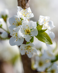 A white flower with yellow spots is blooming on a tree branch