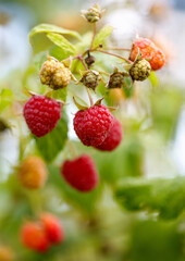A bunch of red raspberries hanging from a tree