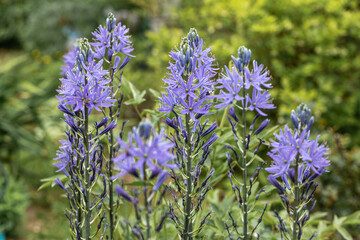 Camassia leichtlinii Caerulea flower in a garden
