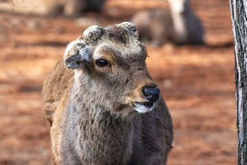 Closeup, wild deer in Nara Park, Nara, Japan. There are approximately 1200 wild deer who roam...