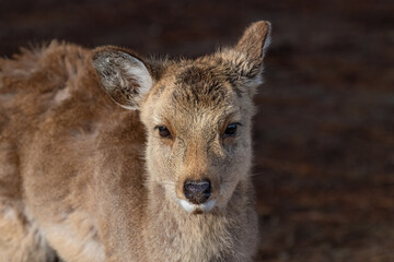 Closeup, wild deer in Nara Park, Nara, Japan. There are approximately 1200 wild deer who roam freely through the city.
