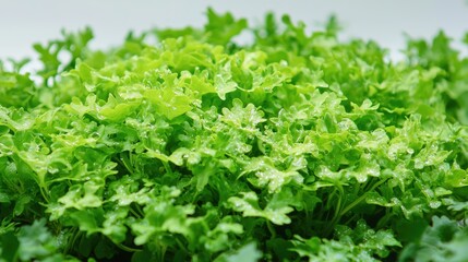 A close-up view of a hydroponic lettuce head reveals a luscious, healthy plant, thriving in nutrient solution. The crispness of the leaves is captured vividly against a soft, neutral background that