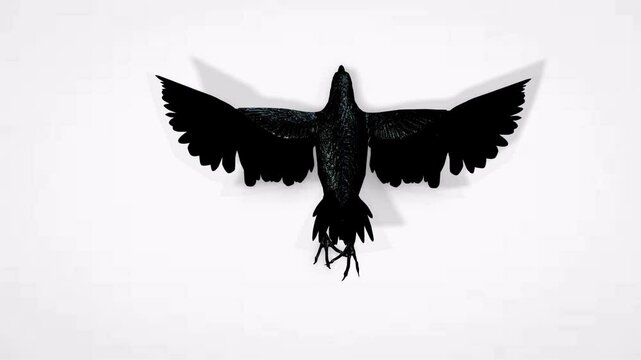Black crow flying in the sky top view white background video clip motion animation
