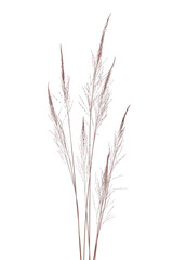 pampas grass isolated on white background