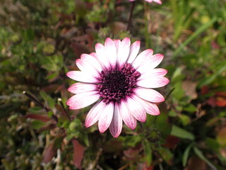 紫系のオステオスペルマムの花