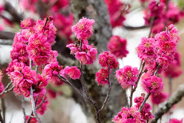 Closeup, delicate pink cherry blossoms la Osaka, Japan.
