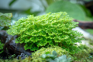 Selaginella apoda or kraussiana, also known as meadow spikemoss, is bred in a special room in a forest park in the city of Bogor, West Java, Indonesia