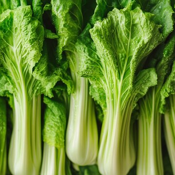 Fresh Celtuce with Crisp Stems