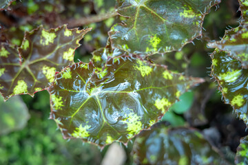 Begonia Bowerae Ziesenh, one of the species of Begonia Plant, which is in a place with good care in a park in the city of Bogor