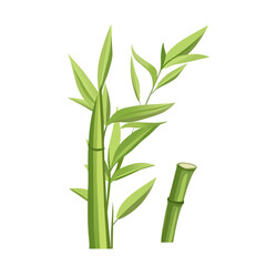 Obraz premium Hand-drawn bamboo plant and stalk pieces. Realistic bamboo vector set with stems and leaves. Bamboo stalk sections and green leaves clipart