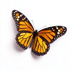 Fototapeta premium butterfly on a white background